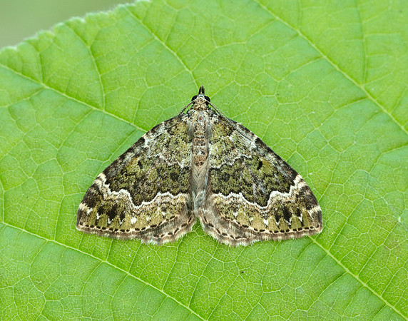 70.099 BF1774 Beech-green Carpet Colostygia olivata