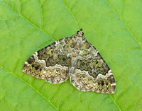 70.099 BF1774 Beech-green Carpet Colostygia olivata