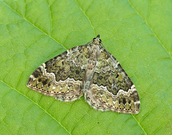 70.099 BF1774 Beech-green Carpet Colostygia olivata