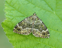 70.099 BF1774 Beech-green Carpet Colostygia olivata