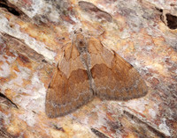 70.077 BF1767 Pine Carpet Pennithera firmata