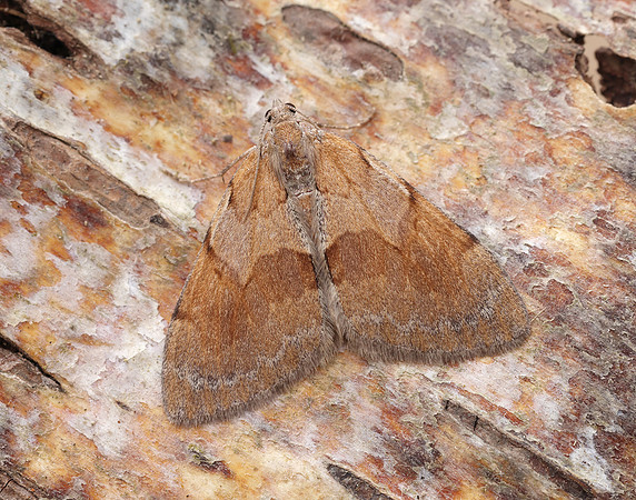 70.077 BF1767 Pine Carpet Pennithera firmata