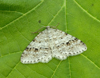 70.115 BF1873 Welsh Wave Venusia cambrica