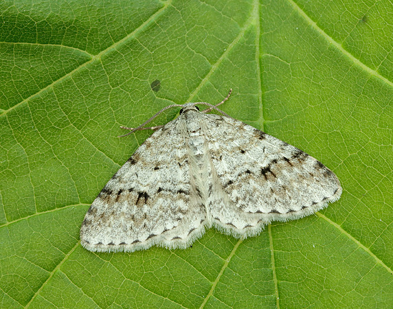 70.115 BF1873 Welsh Wave Venusia cambrica