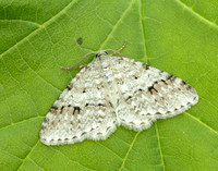 70.115 BF1873 Welsh Wave Venusia cambrica