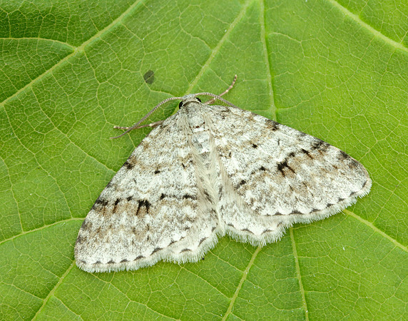 70.115 BF1873 Welsh Wave Venusia cambrica