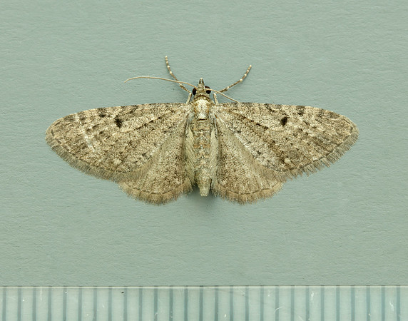 70.161 BF1851 Golden-rod Pug Eupithecia virgaureata
