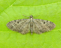 70.161 BF1851 Golden-rod Pug Eupithecia virgaureata