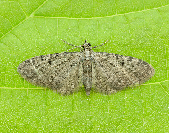 70.161 BF1851 Golden-rod Pug Eupithecia virgaureata