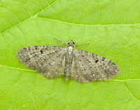 70.161 BF1851 Golden-rod Pug Eupithecia virgaureata