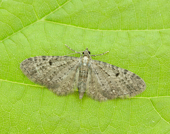 70.161 BF1851 Golden-rod Pug Eupithecia virgaureata