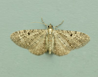 70.161 BF1851 Golden-rod Pug Eupithecia virgaureata