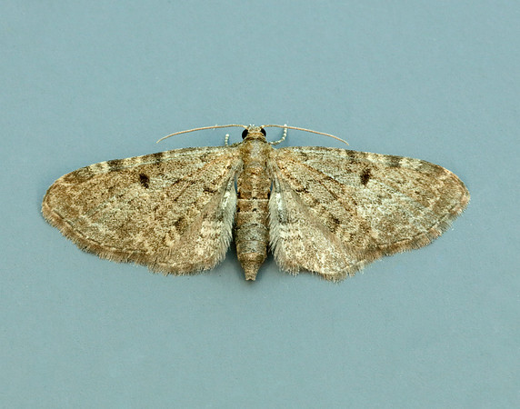 70.175 BF1826 Triple-spotted Pug Eupithecia trisignaria