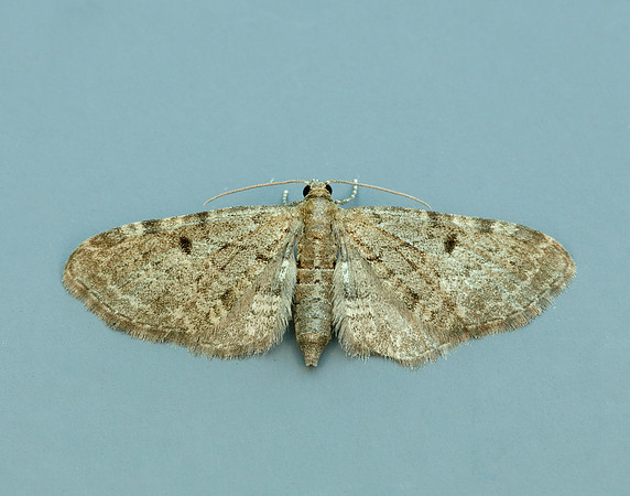 70.175 BF1826 Triple-spotted Pug Eupithecia trisignaria