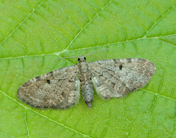 70.175 BF1826 Triple-spotted Pug Eupithecia trisignaria