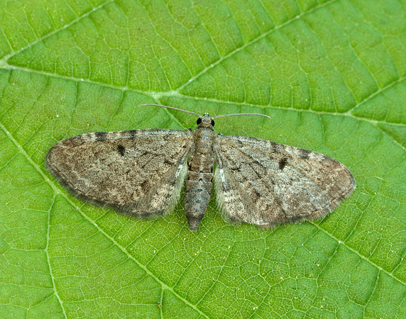 70.175 BF1826 Triple-spotted Pug Eupithecia trisignaria