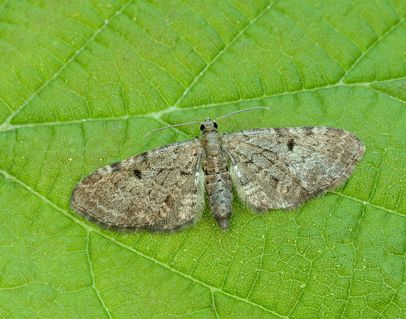 70.175 BF1826 Triple-spotted Pug Eupithecia trisignaria
