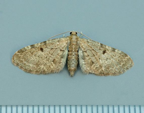 70.175 BF1826 Triple-spotted Pug Eupithecia trisignaria