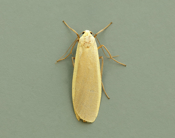 72.043 BF2049 Buff Footman Eilema depressa