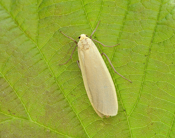 72.043 BF2049 Buff Footman Eilema depressa