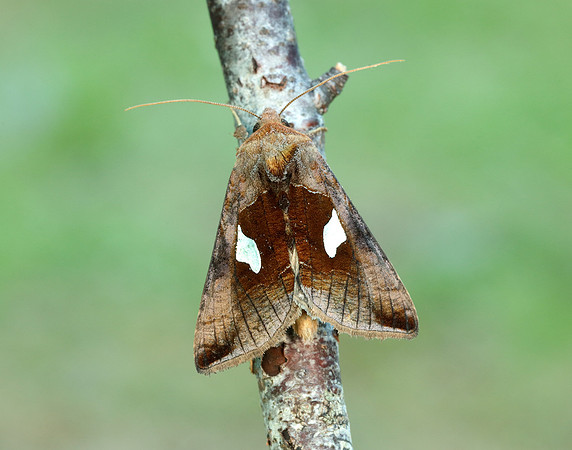 73.018 BF2444 Gold Spangle Autographa bractea