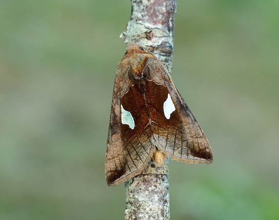 73.018 BF2444 Gold Spangle Autographa bractea