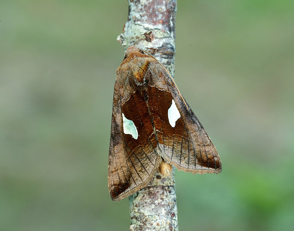73.018 BF2444 Gold Spangle Autographa bractea