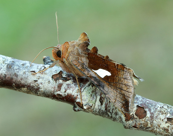 73.018 BF2444 Gold Spangle Autographa bractea