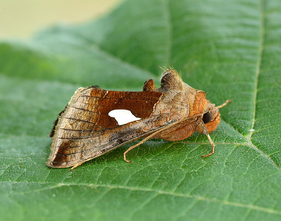 73.018 BF2444 Gold Spangle Autographa bractea