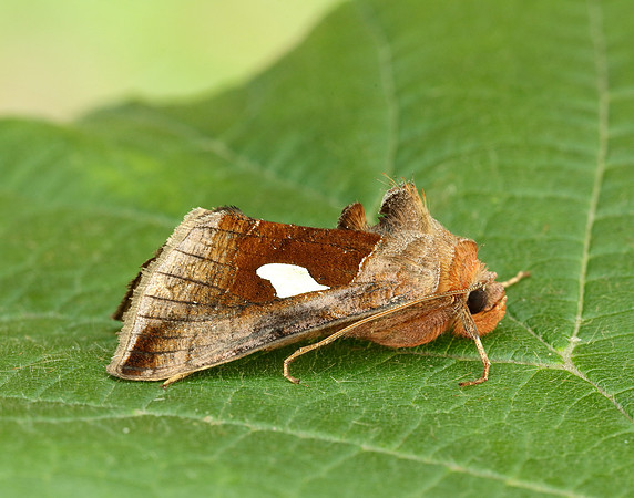 73.018 BF2444 Gold Spangle Autographa bractea