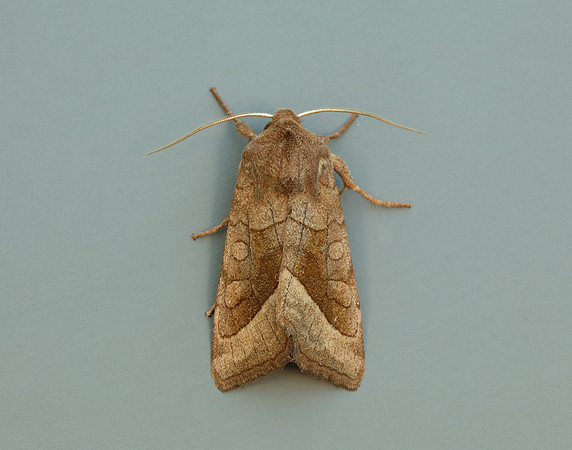 73.123 BF2361 Rosy Rustic Hydraecia micacea