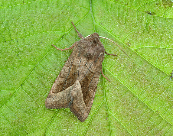73.123 BF2361 Rosy Rustic Hydraecia micacea