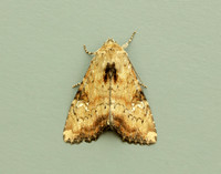 73.160 BF2335 Slender Brindle Apamea scolopacina