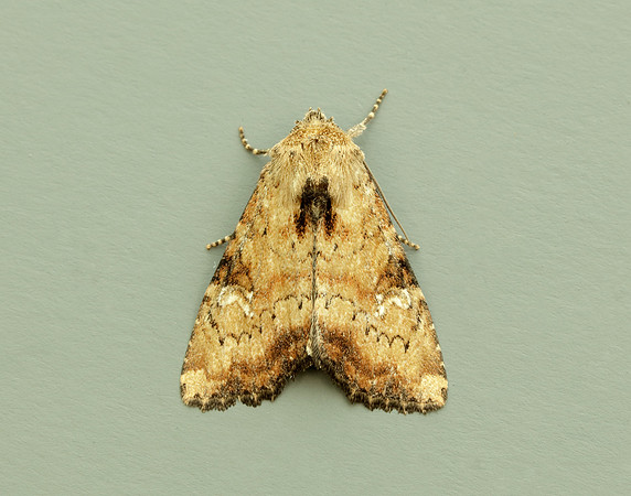 73.160 BF2335 Slender Brindle Apamea scolopacina