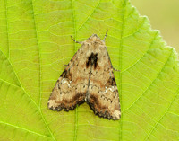 73.160 BF2335 Slender Brindle Apamea scolopacina