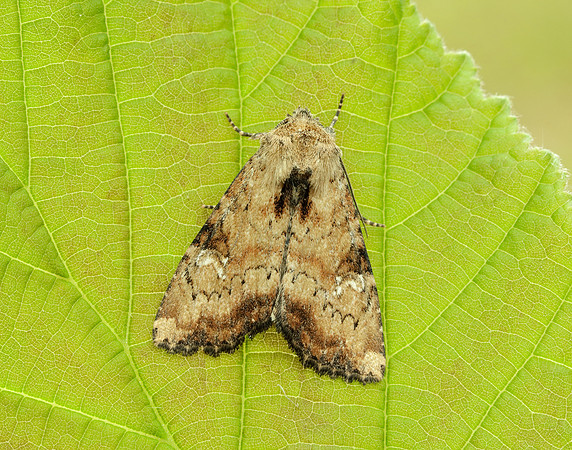 73.160 BF2335 Slender Brindle Apamea scolopacina