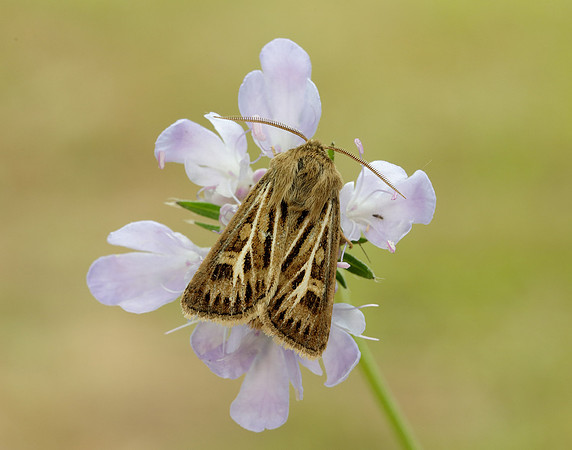 73.254 BF2176 Antler Moth Cerapteryx graminis