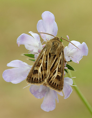73.254 BF2176 Antler Moth Cerapteryx graminis