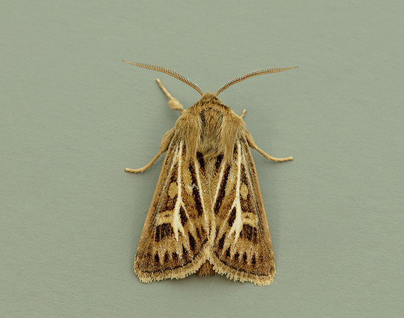 73.254 BF2176 Antler Moth Cerapteryx graminis