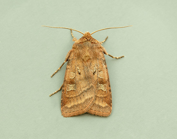 73.334 BF2123 Small Square-spot Diarsia rubi