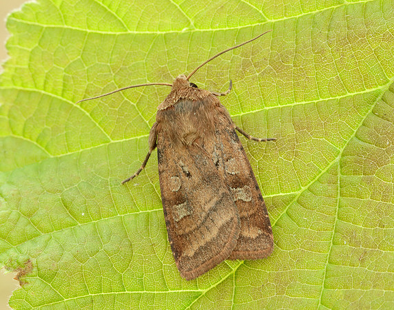 73.334 BF2123 Small Square-spot Diarsia rubi