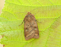 73.334 BF2123 Small Square-spot Diarsia rubi