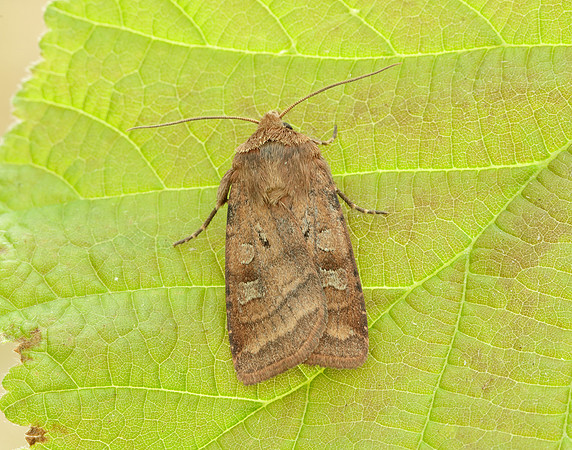 73.334 BF2123 Small Square-spot Diarsia rubi
