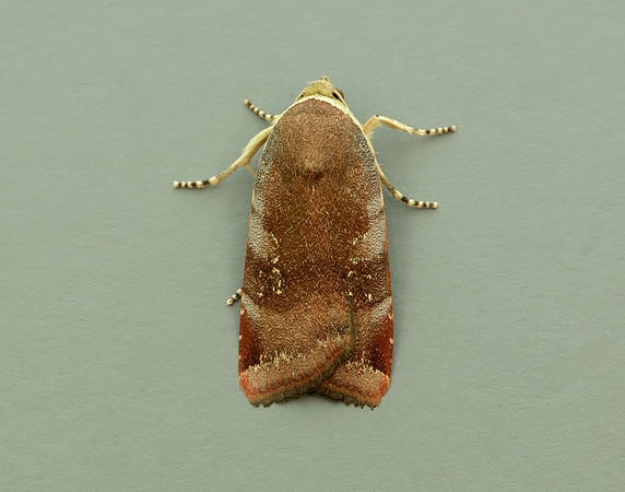73.348 BF2111 Lesser Broad-bordered Yellow Underwing Noctua jant