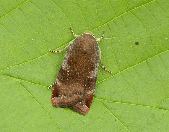 73.348 BF2111 Lesser Broad-bordered Yellow Underwing Noctua jant