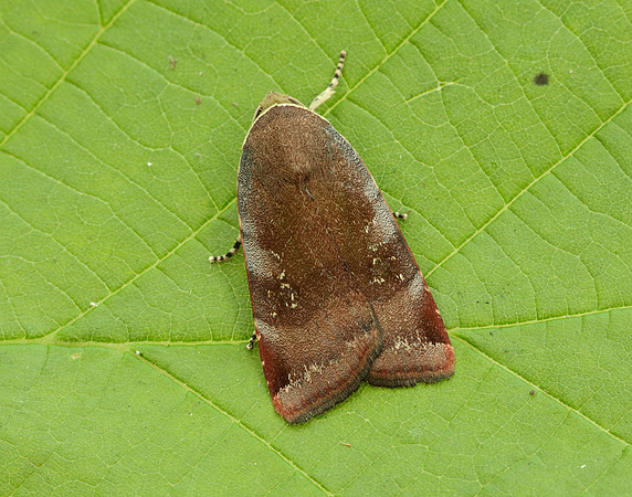 73.348 BF2111 Lesser Broad-bordered Yellow Underwing Noctua jant