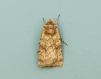 73.358 BF2133 Six-striped Rustic Xestia sexstrigata