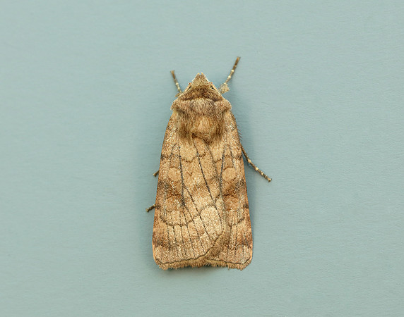 73.358 BF2133 Six-striped Rustic Xestia sexstrigata