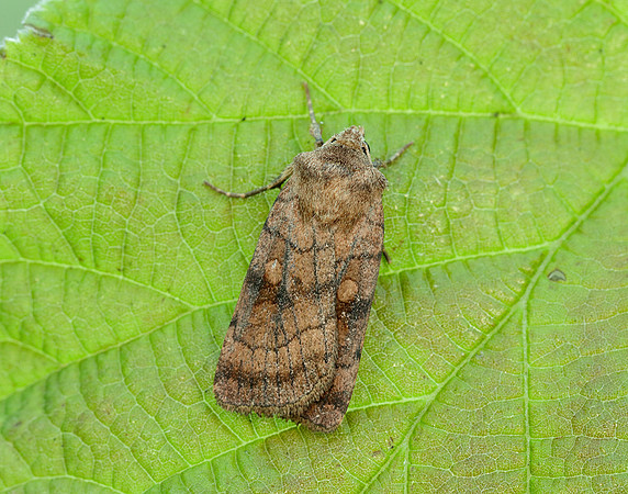 73.358 BF2133 Six-striped Rustic Xestia sexstrigata