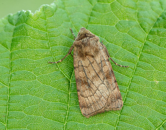 73.358 BF2133 Six-striped Rustic Xestia sexstrigata